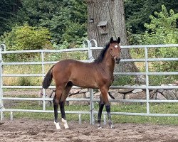 horse Kenley E (Holsteiner, 2022, from Keaton HV)