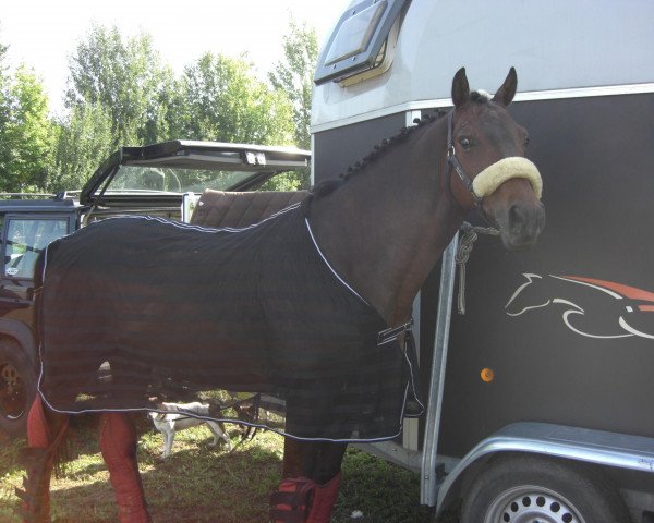 dressage horse Little Dream (Oldenburg, 1997, from Landor S)