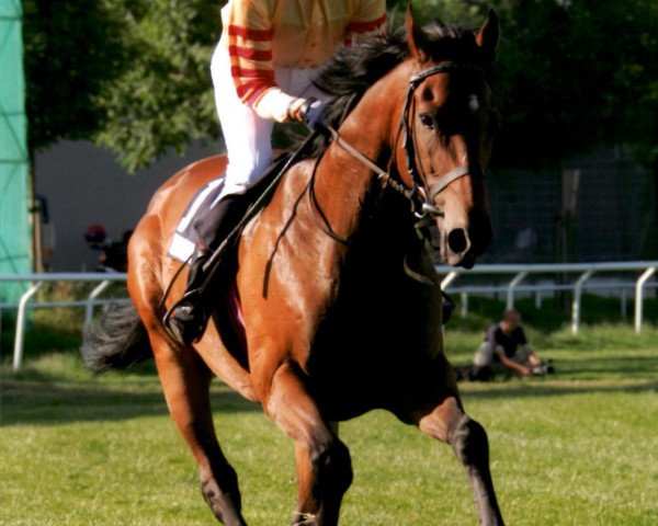 jumper Ivory Crown xx (Thoroughbred, 1998, from Gold and Ivory xx) jumper Ivory Crown xx (Thoroughbred, 1998, from Gold and Ivory xx)