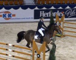 jumper Dapsody (UK Warmblood, 2003, from U-Darcor de Sjabri M)