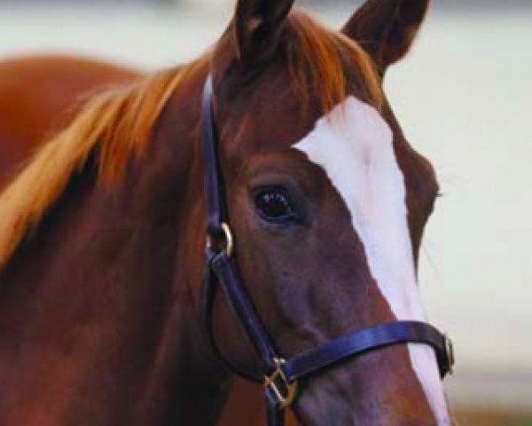 Pferd King Junior (Irish Sport Horse, 2016, von Quidam Junior)
