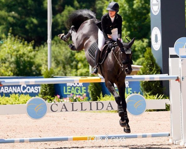 jumper Darquito (Hanoverian, 2011, from Thorgal de Kezeg)