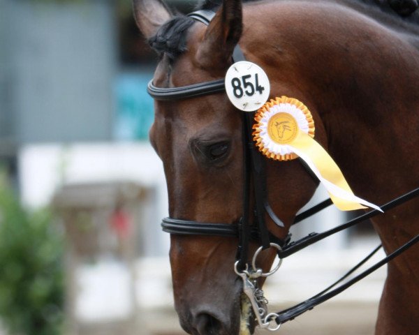 dressage horse Lord Lancer 7 (Westphalian, 2003, from Lancer III)