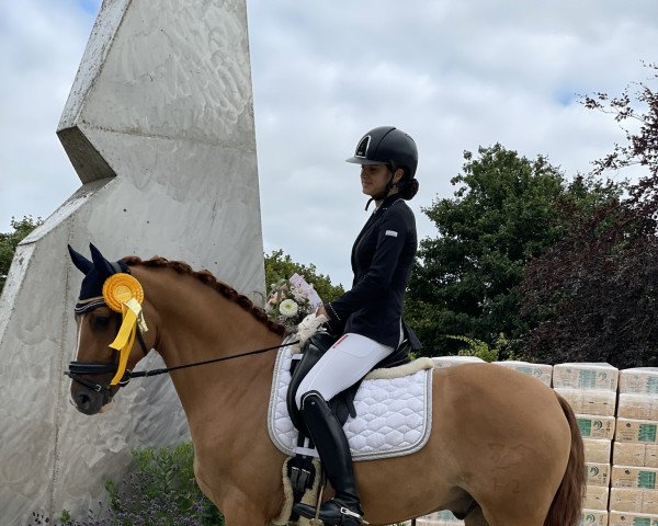Dressurpferd Dancing Star 15 (Deutsches Reitpony, 2017, von Dance Star AT NRW)
