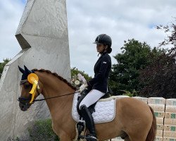 dressage horse Dancing Star 15 (German Riding Pony, 2017, from Dance Star AT NRW)