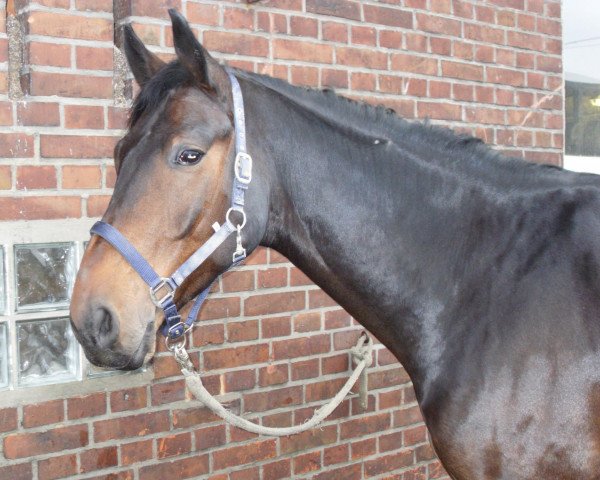 Pferd Ristretto 2 (Westfale, 2006, von Rockford)