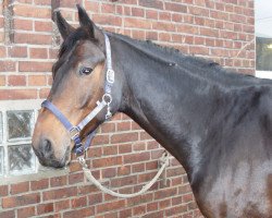 horse Ristretto 2 (Westphalian, 2006, from Rockford)