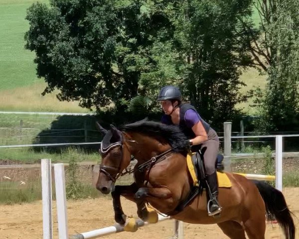 dressage horse Arosa B (Holsteiner, 2008, from Limbus) dressage horse Arosa B (Holsteiner, 2008, from Limbus)