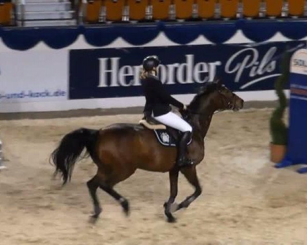 jumper Tap Dancer (KWPN (Royal Dutch Sporthorse), 2000, from Gran Corrado) jumper Tap Dancer (KWPN (Royal Dutch Sporthorse), 2000, from Gran Corrado)