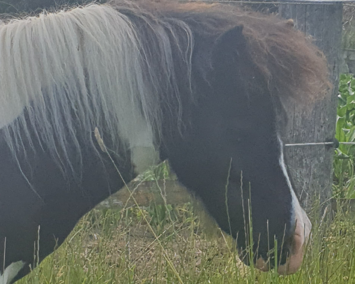 broodmare Tiponis Princess Chenoa (Shetland pony (under 87 cm), 2020, from Yago von der Klia)