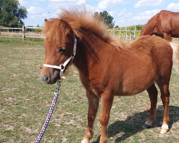 stallion Tiponis Yuma (Shetland pony (under 87 cm), 2022, from Yago von der Klia) stallion Tiponis Yuma (Shetland pony (under 87 cm), 2022, from Yago von der Klia)