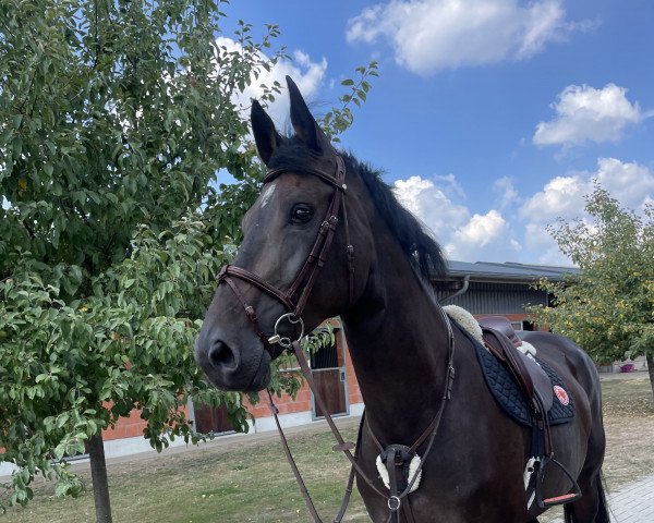 broodmare Vicky d'Auvray (Westphalian, 2016, from Vancouver d'Auvray)