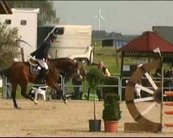 Springpferd Frascati 71 (Hannoveraner, 2006, von For Edition)