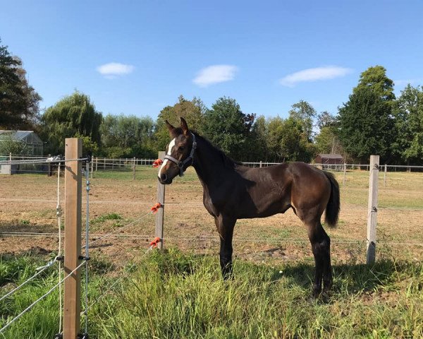 horse Winnie Van het Scharreveld (Belgian Warmblood, 2022, from Cote D'Or Z)