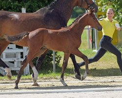 stallion Camillo vom Kastanienhof (Hanoverian, 2022, from Casalido)