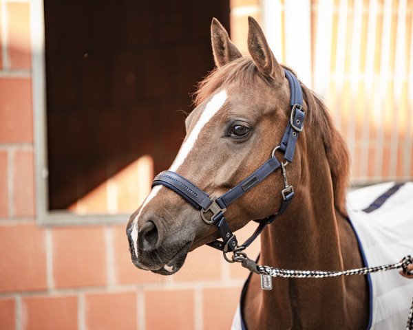 jumper Sunshine 715 (Nederlands Rijpaarden en Pony, 2013, from Kantje's Ronaldo) jumper Sunshine 715 (Nederlands Rijpaarden en Pony, 2013, from Kantje's Ronaldo)