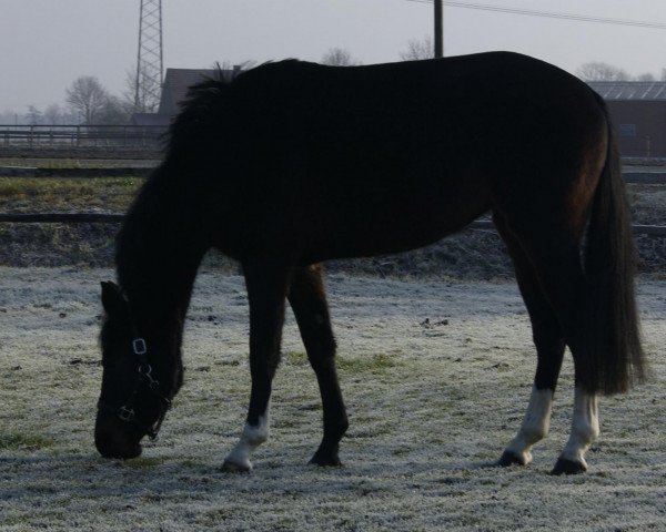 broodmare Chivas Crime Time (Westphalian, 2009, from Coronas 2)