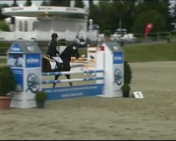 Springpferd Ricci 37 (Westfale, 2006, von Riccione)