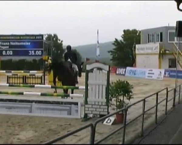 dressage horse Pagani 4 (Westphalian, 2006, from Pascavello)