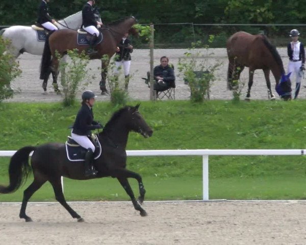 Reitturnier Bülach 2022