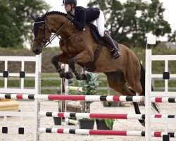 jumper Larry Lb (Holsteiner, 2013, from Lordanos)