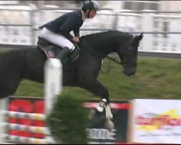 broodmare Sabrina 419 (Holsteiner, 2006, from Calido I)