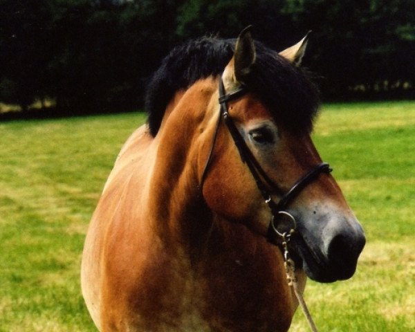 horse Sempra (Rhenish-German Cold-Blood, 2002, from Semper)