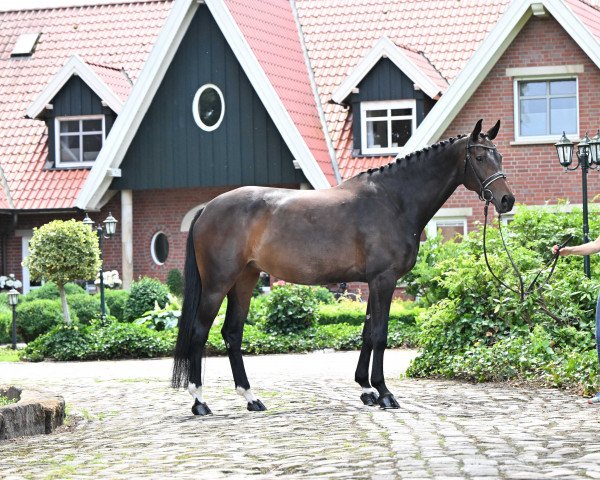 horse Franziska 244 (Hanoverian, 2016, from Zack)
