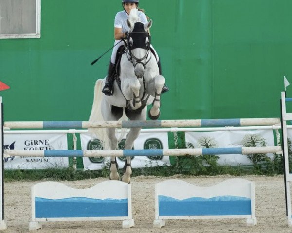 Springpferd Goedhart (KWPN (Niederländisches Warmblut), 2011, von Quasimodo vd Molendreef)