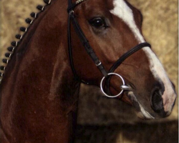 stallion Lissacor (Westphalian, 2004, from Lissabon 29)