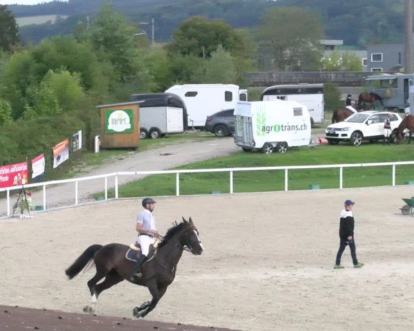 Reitturnier Bülach 2022