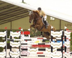 jumper Calvito Z (Zangersheide riding horse, 2002, from Calvaro Z)