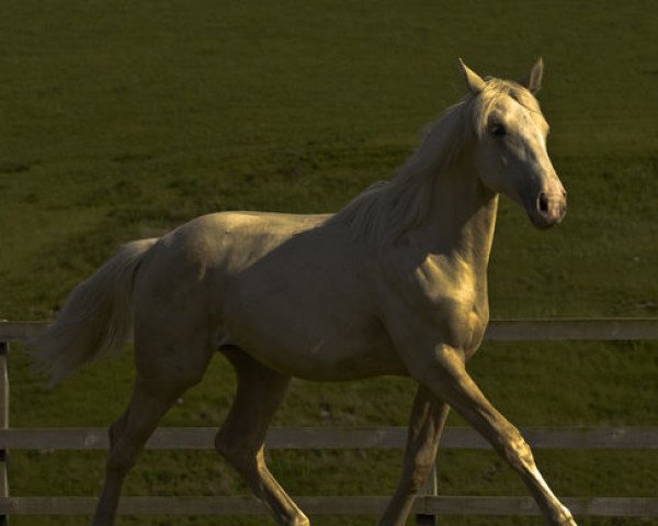 horse Sparkle (Scottish Sports Horse, 2008, from McJonnas)