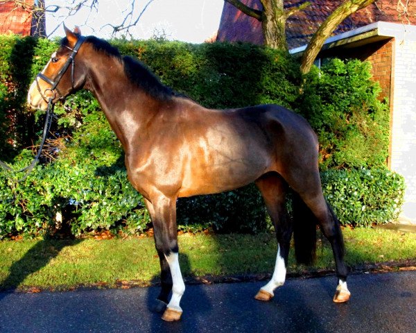 Springpferd Luxus Lord (Westfale, 2008, von Lissacor) Springpferd Luxus Lord (Westfale, 2008, von Lissacor)