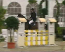 jumper Calimero 550 (Hanoverian, 2007, from Calido I)