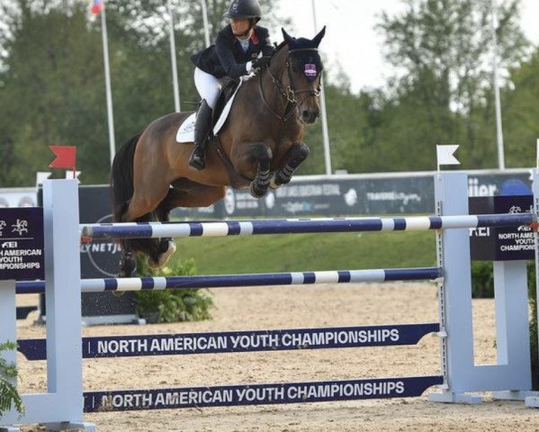Springpferd Deavantus (Dänisches Warmblut, 2008, von Indoctro) Springpferd Deavantus (Dänisches Warmblut, 2008, von Indoctro)
