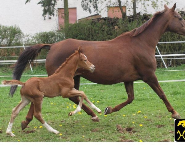 broodmare Waikata (Hessian Warmblood, 2004, from Waitaki 31)