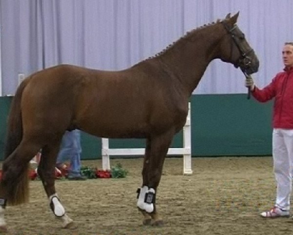 horse Albert (Rhinelander, 2009, from Alvarino 2)