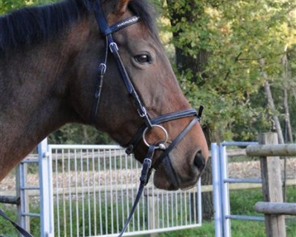 broodmare Fidelia 159 (Rhinelander, 2002, from Ferragamo)