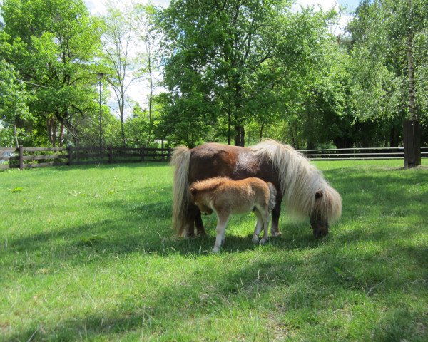 broodmare Mandy de Valk (Shetland pony (under 87 cm), 1994, from Ipeke de Valk) broodmare Mandy de Valk (Shetland pony (under 87 cm), 1994, from Ipeke de Valk)