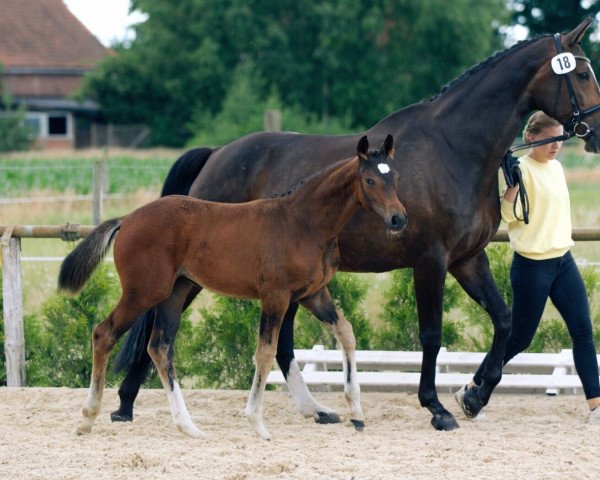horse Q-Dance (Hanoverian, 2022, from Quaterback)