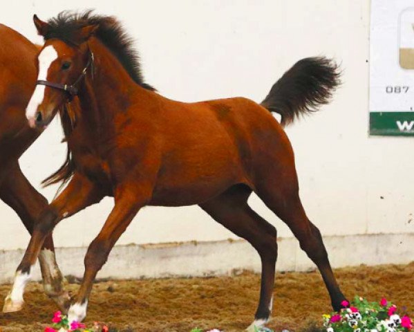 horse Killossery Karma (Irish Sport Horse, 2016, from Livello)