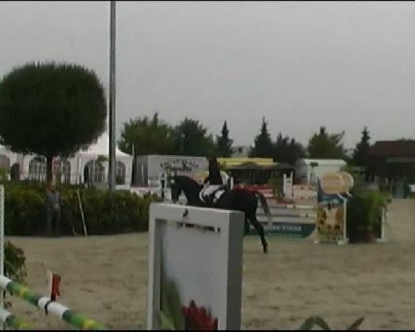 Springpferd Calle 46 (Westfale, 2007, von Contini)