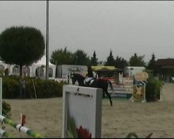 Springpferd Calle 46 (Westfale, 2007, von Contini)