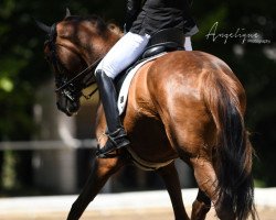 dressage horse Sunrise (Oldenburg, 2011, from Sarkozy 3)