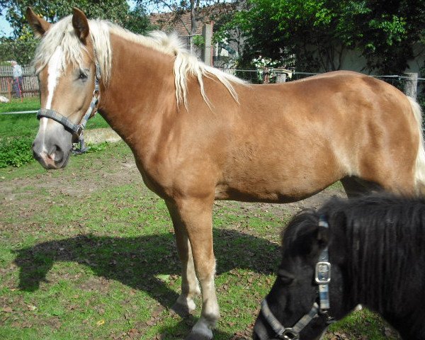 Cavallo Aysha (5,86% ox) (Edelbluthaflinger, 2009, di Nuno (3,90% ox))