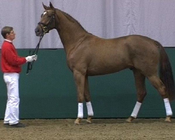 Dressurpferd Stollwerk (Westfale, 2009, von Sandro Bedo)