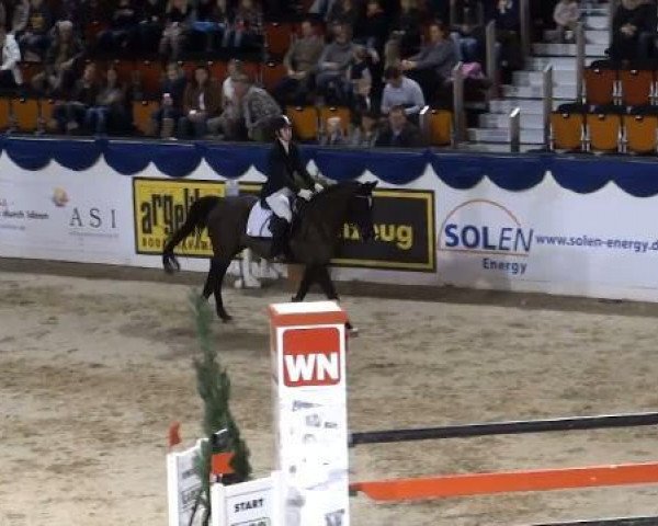 Springpferd Duchess 9 (Westfale, 1999, von Danny de Vito 2) Springpferd Duchess 9 (Westfale, 1999, von Danny de Vito 2)