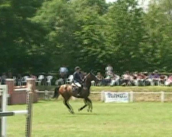 Springpferd Gunfire (Hannoveraner, 2003, von Graf Grannus)