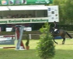 jumper Figaro Z (Zangersheide riding horse, 2005, from Feliciano)